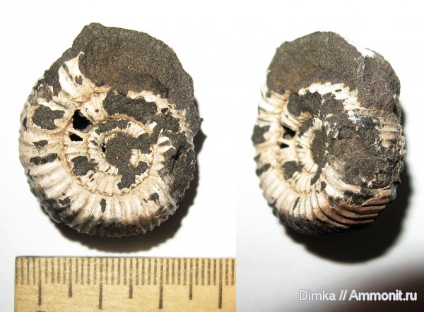 юра, кимеридж, Кимры, нижний кимеридж, Crussoliceras, Kimmeridgian, Jurassic, Upper Jurassic