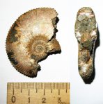 Kosmoceras Kosmoceras