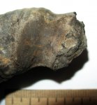 Устье Dorsoplanites panderi Устье Dorsoplanites panderi
