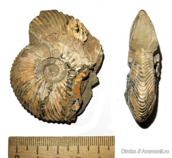 нижний келловей, келловей, Cadochamoussetia, Ужовка, Callovian, Middle Jurassic, Lower Callovian