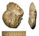 Cadochamoussetia gr. surensis-subpatruus