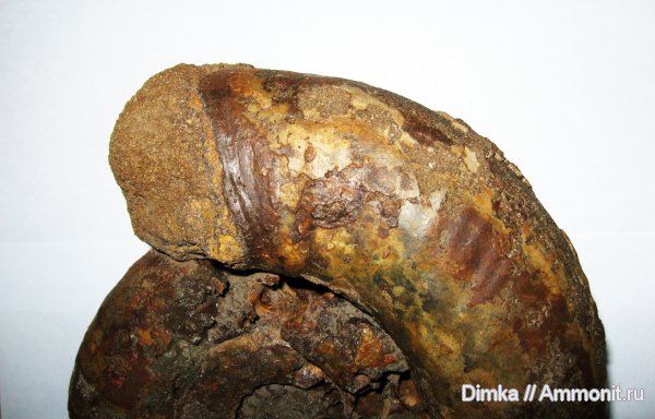 юра, Laugeites, Мостово-Василево, Laugeites stschurowskii, Epivirgatites nikitini, устье, Dorsoplanitidae, Jurassic