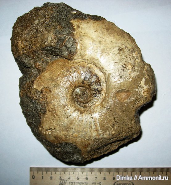 юра, нижний келловей, келловей, Никитино, Sigaloceras, Kosmoceratidae, Sigaloceras calloviense, Callovian, Jurassic, Middle Jurassic, Lower Callovian