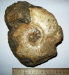 Sigaloceras calloviense