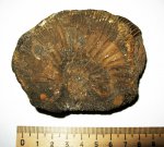 Virgatites gerassimovi