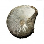 Kosmoceras enodatum