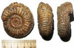 Epivirgatites variabilis