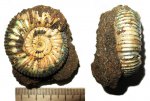 Epivirgatites variabilis