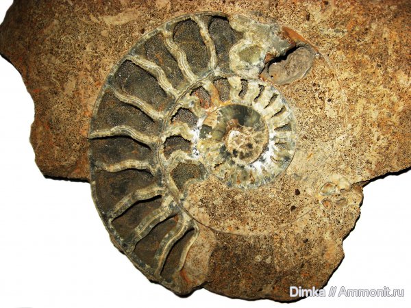 юра, келловей, Indosphinctes mutatus, Indosphinctes, Никитино, Callovian, Jurassic, Middle Jurassic