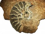 Indosphinctes mutatus в расколе