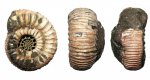 Crussoliceras