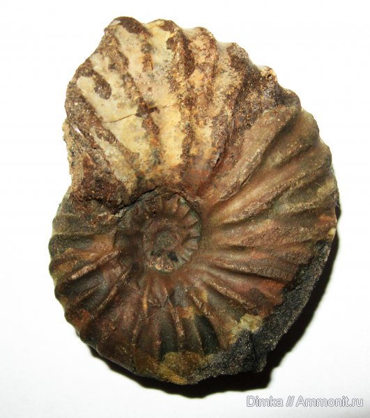 мел, Парамоново, Arcthoplites, альб, Albian, Cretaceous