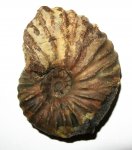 Arcthoplites bogoslowskyi?