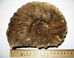 Arcthoplites yachromensis