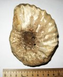Arcthoplites gerassimovi