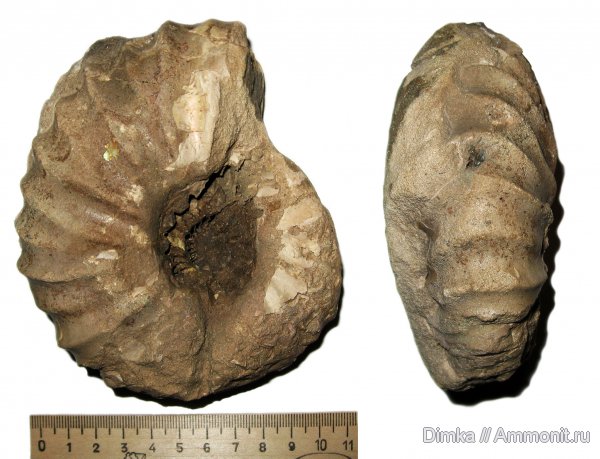 аммониты, Спиридово, нижний мел, Arcthoplites, альб, Ammonites, Arcthoplites gerassimovi, Albian, Lower Cretaceous
