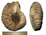 Arcthoplites gerassimovi из Спиридово
