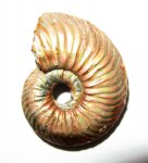 Quenstedtoceras sp. Quenstedtoceras sp.
