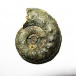 Brightia sp.