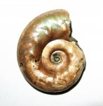 Brightia brightii?