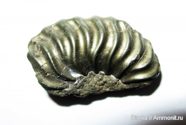 юра, келловей, Quenstedtoceras, верхний келловей, Кимры, Callovian, Jurassic, Middle Jurassic