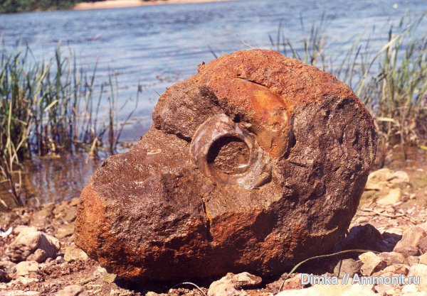 юра, келловей, Rondiceras, Никитино, Callovian, Jurassic, Middle Jurassic