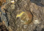 Kosmoceras ?