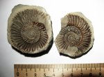 Parkinsonia