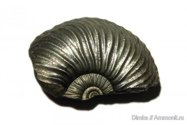юра, келловей, Quenstedtoceras, верхний келловей, Кимры, Callovian, Jurassic, Middle Jurassic