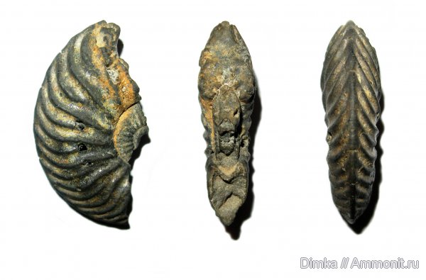 юра, келловей, Quenstedtoceras, верхний келловей, Кимры, Callovian, Jurassic, Middle Jurassic