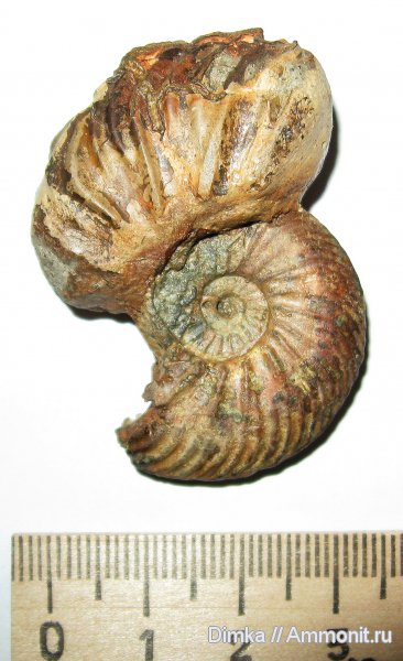 юра, келловей, Quenstedtoceras, Никитино, верхний келловей, Quenstedtoceras lamberti, Callovian, Jurassic, Middle Jurassic