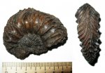 Cardioceras percaelatum?