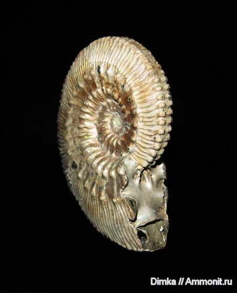 юра, Kosmoceras, келловей, верхний келловей, Kosmoceras proniae, Змеинка, Callovian, Jurassic, Middle Jurassic