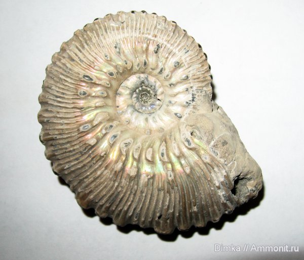 юра, Михайлов, Kosmoceras, келловей, Михайловцемент, Callovian, Jurassic, Middle Jurassic