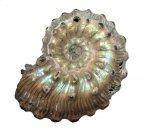 Kosmoceras lithuanicum