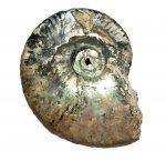 Lunuloceras ?