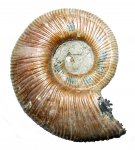 Binatisphinctes rjasanensis