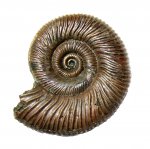 Маленький Binatisphinctes rjasanensis