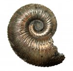 Маленький Kosmoceras Маленький Kosmoceras