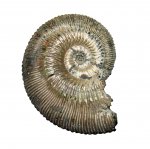 Обычный Kosmoceras phaeinum