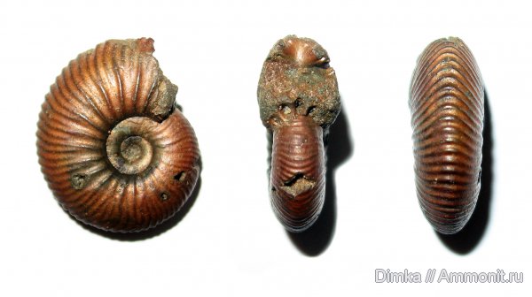 юра, келловей, Quenstedtoceras, верхний келловей, Кимры, Callovian, Jurassic, Middle Jurassic