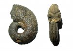 Kosmoceras proniae?