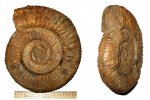 Taimyrosphinctes