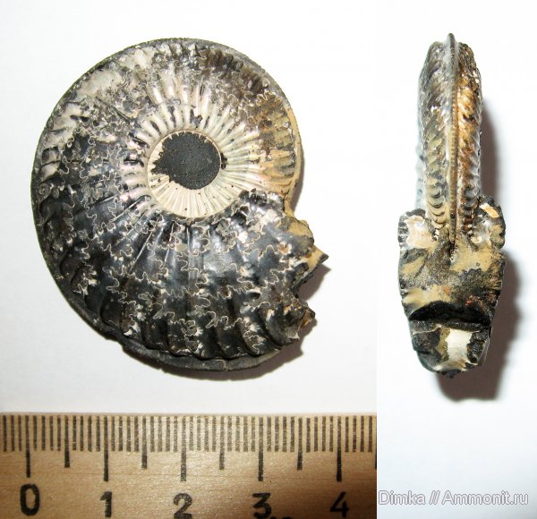 юра, Бронницы, оксфорд, Amoeboceras, Рыбаки, Amoeboceras serratum, верхний оксфорд, Oxfordian, Upper Oxfordian, Jurassic