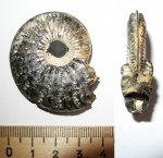 Amoeboceras serratum