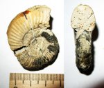 Ранний Perisphinctes (уже не бинатисфинкт) Ранний Perisphinctes (уже не бинатисфинкт)
