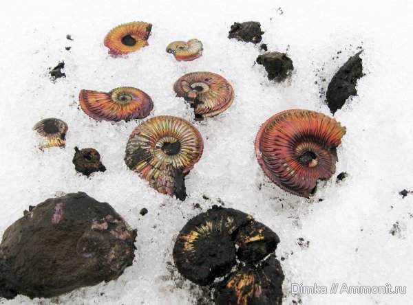 юра, Бронницы, оксфорд, Марково, Amoeboceras, верхний оксфорд, Amoeboceras alternoides, Oxfordian, Upper Oxfordian, Jurassic