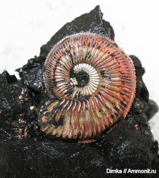 юра, Бронницы, оксфорд, Марково, Amoeboceras, верхний оксфорд, Oxfordian, Upper Oxfordian, Jurassic