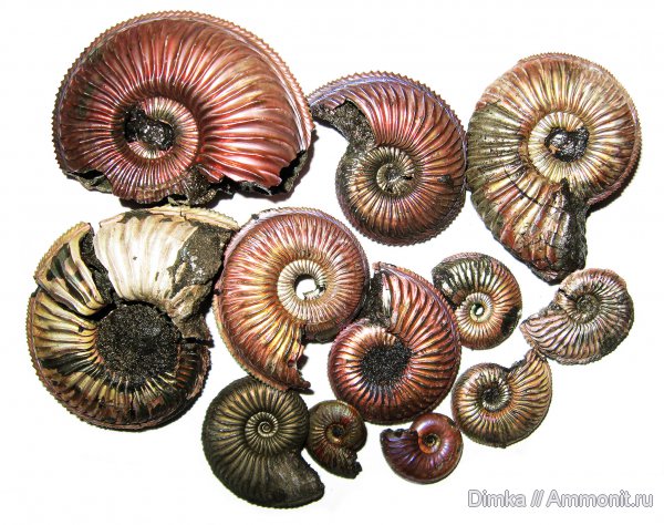 юра, Бронницы, оксфорд, Марково, Amoeboceras, верхний оксфорд, Amoeboceras alternoides, Oxfordian, Upper Oxfordian, Jurassic