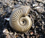 Amoeboceras alternoides